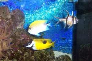 fish mix