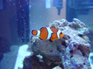 My Oscellaris Clownfish 1
