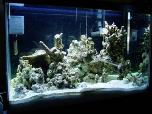 20 Gallon High