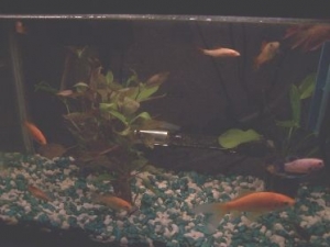 10 gallon fresh
