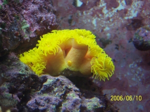 Yellow sun polyps