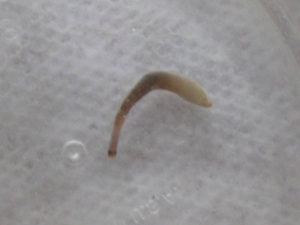 whatisit2