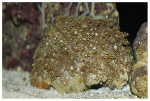 Goniopora sp.