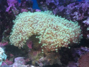 mini-reef_003