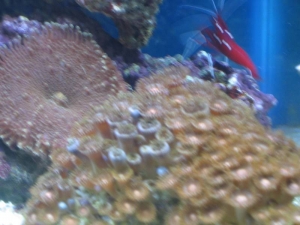 mini-reef_004