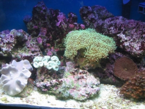 mini-reef_005
