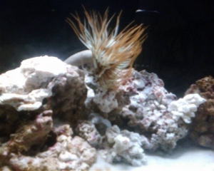 Feather duster