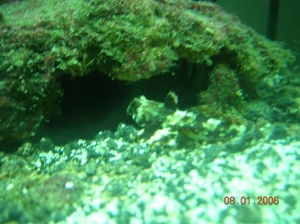 Scooter Blenny 2