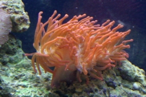 Rose BTA