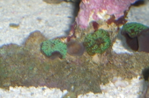 Some kinda shroom