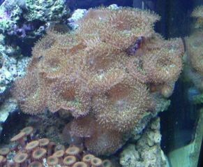 hairy mushroom
