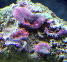 orange ricordia mushrooms