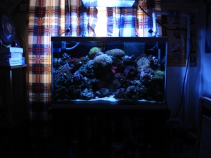 30g reef.