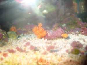 scleronephthya