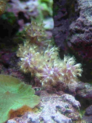 Frag from lemnalia