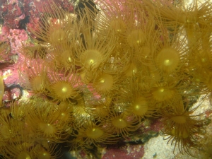yellow polyps