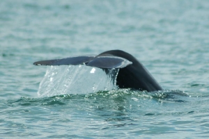 Young Dolphin.