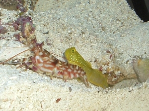 Tiger pistol and yellow watchman goby