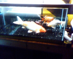 koi and fish
