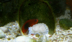 After the Seastar tried to eat the Anemone