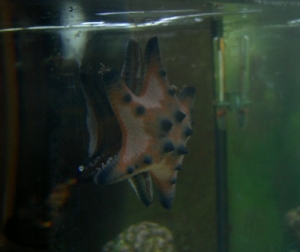 After the Seastar tried to eat the Anemone