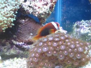 mini-reef_013