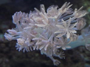 pulsing xenia