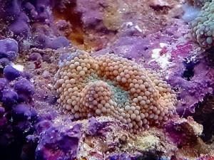 orange ric