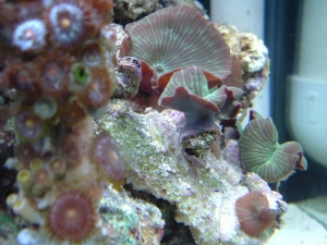 striped shrooms