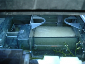 Refugium surface skimmer/return