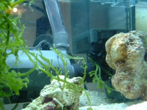surface skimmer return pump