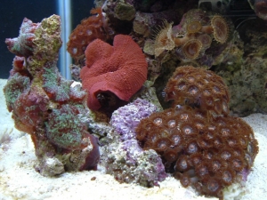pailios, shrooms, polyps