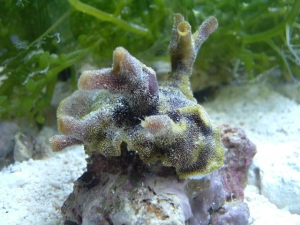Unknown frag 60 miles south off Navarre FL 100+ft deep