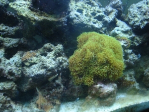 SpecailEd's 55gal