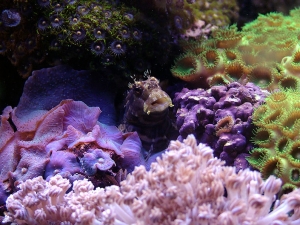 blenny1