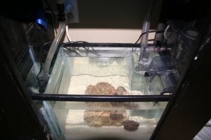 sump/fuge