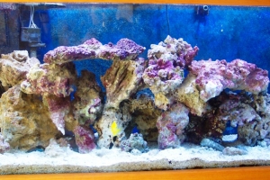 Playing with rockwork needs help