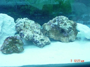 rock1
