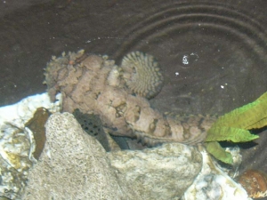 Toadfish