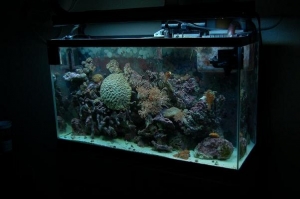 My 40 gal.