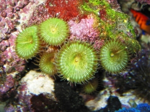 Unknown_Anemone_IMG