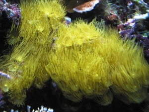 Yellow_Button_polyps_IMG
