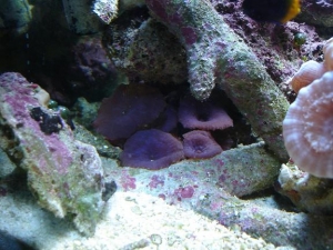 my mushrooms!!!