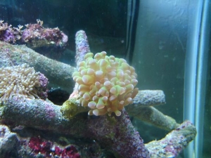 frogspawn! ;D