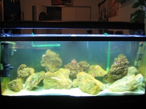 Salt Water Tank before Sump had canister filter