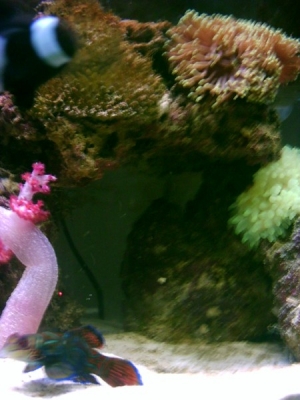 Mandarin_fish