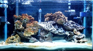 myAquarium3