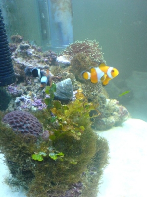 HomeReef2