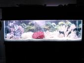 my 125 gal tank