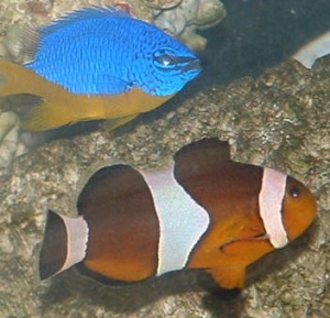 My cool color ocellaris clown